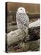 Snowy Owl, Boundary Bay, British Columbia, Canada-Rick A. Brown-Premier Image Canvas