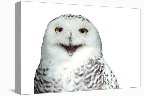 Snowy Owl (Bubo Scandiacus) Smiling And Laughing Isolated On White-l i g h t p o e t-Premier Image Canvas