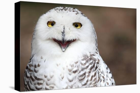 Snowy Owl (Bubo Scandiacus) Smiling And Laughing-l i g h t p o e t-Premier Image Canvas