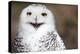 Snowy Owl (Bubo Scandiacus) Smiling And Laughing-l i g h t p o e t-Premier Image Canvas
