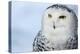 Snowy Owl (Bubo Scandiacus)-l i g h t p o e t-Premier Image Canvas