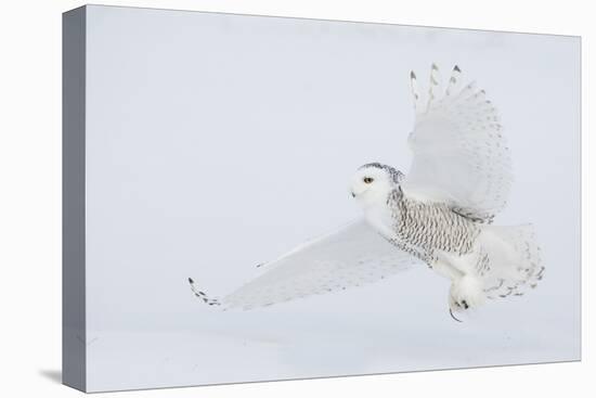 Snowy owl catching a meal.-Ken Archer-Premier Image Canvas