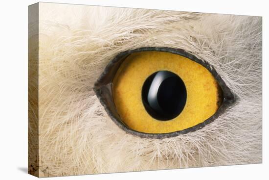 Snowy Owl Close-Up of Eye-Andrey Zvoznikov-Premier Image Canvas