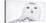 Snowy owl head portrait,  Canada-Markus Varesvuo-Premier Image Canvas
