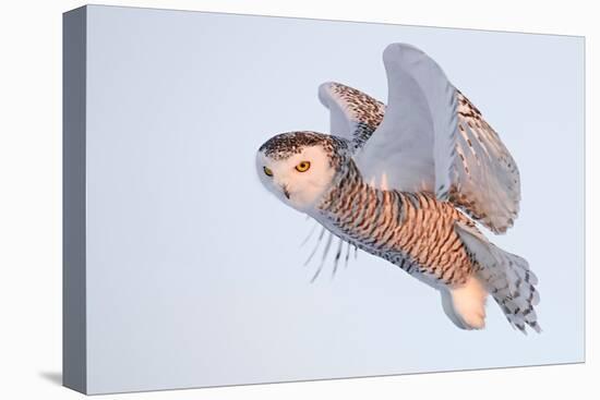 Snowy owl in flight, Canada-Markus Varesvuo-Premier Image Canvas