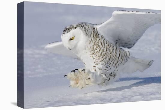 Snowy Owl in Flight-null-Premier Image Canvas