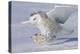 Snowy Owl in Flight-null-Premier Image Canvas