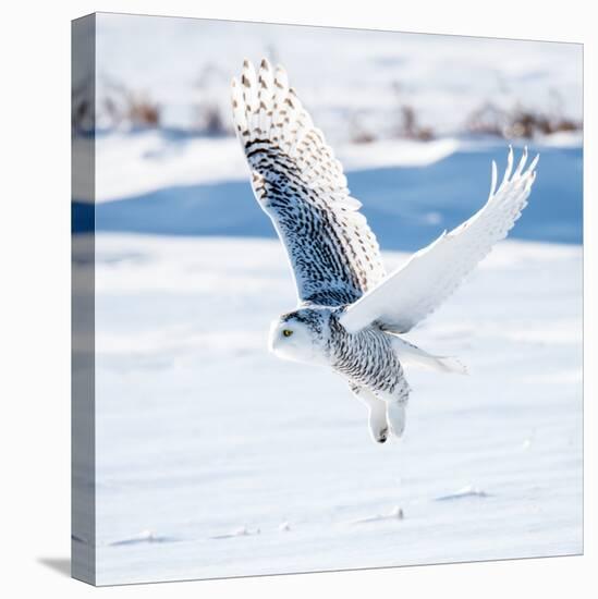 Snowy Owl in Flight-FotoRequest-Premier Image Canvas