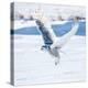 Snowy Owl in Flight-FotoRequest-Premier Image Canvas