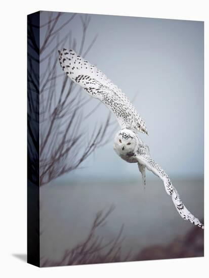 Snowy Owl In Flight-Carrie Ann Grippo-Pike-Premier Image Canvas