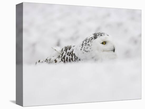 Snowy Owl, Nictea Scandiaca, Female, Captive, United Kingdom-Steve & Ann Toon-Premier Image Canvas