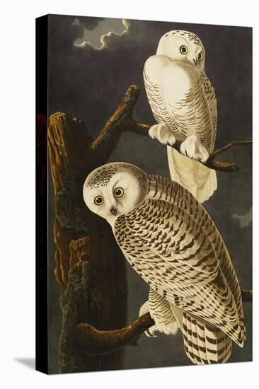 Snowy Owl (Nyctea Scandiaca), Plate Cxxi, from 'The Birds of America'-John James Audubon-Premier Image Canvas