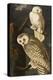 Snowy Owl (Nyctea Scandiaca), Plate Cxxi, from 'The Birds of America'-John James Audubon-Premier Image Canvas