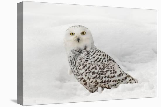 Snowy Owl on snow, Montana, Bubo scandiacus-Adam Jones-Premier Image Canvas