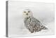 Snowy Owl on snow, Montana, Bubo scandiacus-Adam Jones-Premier Image Canvas