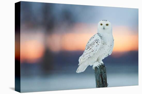 Snowy owl perched on wodden post at dusk, Canada-Markus Varesvuo-Premier Image Canvas