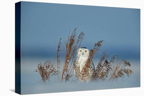 Snowy owl standing behind dried plant in snow, Canada-Markus Varesvuo-Premier Image Canvas