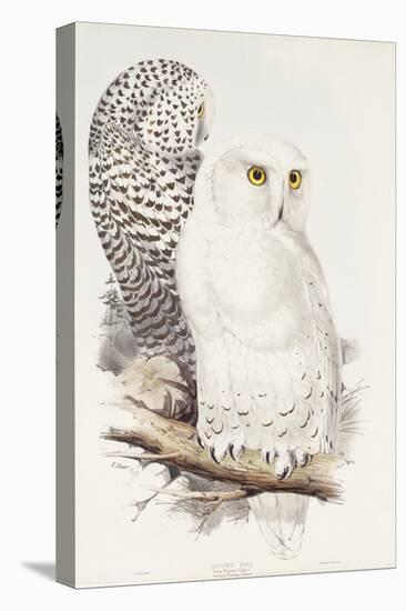 Snowy Owl. Strix Nyctea; (Linn); Surnia Nyctea, 1832-1837-Edward Lear-Premier Image Canvas