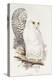 Snowy Owl. Strix Nyctea; (Linn); Surnia Nyctea, 1832-1837-Edward Lear-Premier Image Canvas