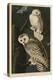 Snowy Owl-John James Audubon-Stretched Canvas