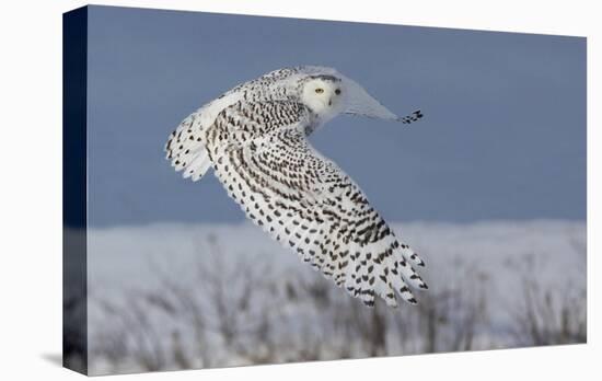 Snowy Owl-Mircea Costina-Stretched Canvas