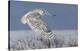 Snowy Owl-Mircea Costina-Stretched Canvas