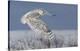 Snowy Owl-Mircea Costina-Stretched Canvas