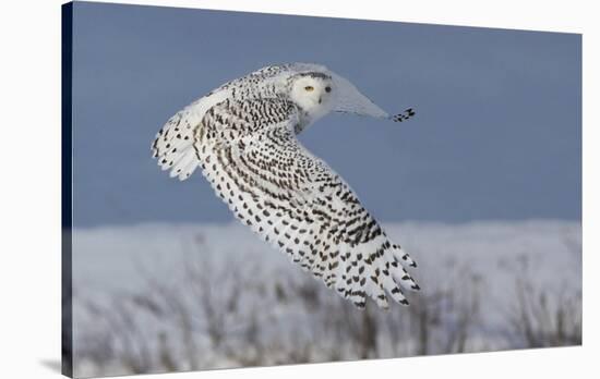 Snowy Owl-Mircea Costina-Stretched Canvas