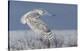 Snowy Owl-Mircea Costina-Stretched Canvas