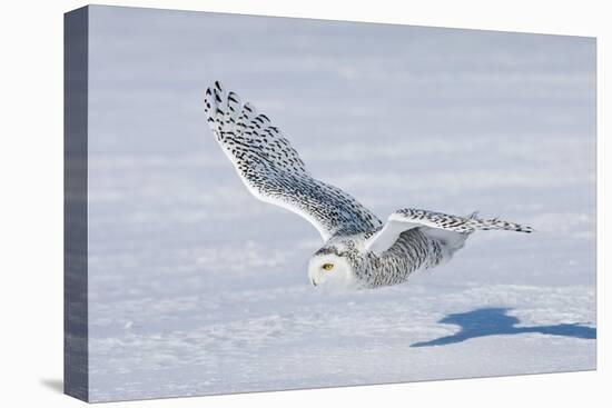 Snowy Owl-null-Premier Image Canvas