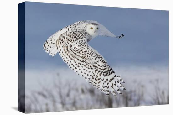 Snowy Owl-Mircea Costina-Premier Image Canvas