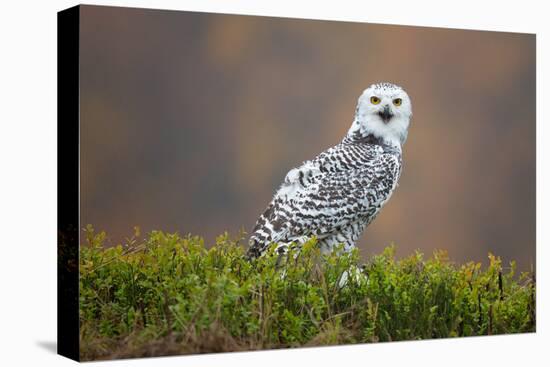 Snowy Owl-Milan Zygmunt-Premier Image Canvas