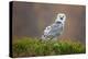 Snowy Owl-Milan Zygmunt-Premier Image Canvas