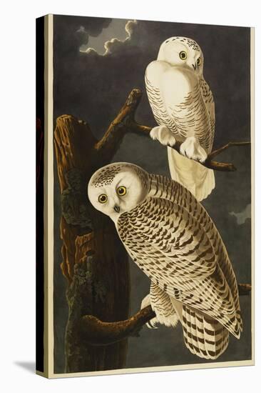 Snowy Owl-John James Audubon-Premier Image Canvas