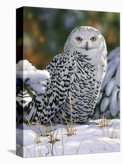Snowy Owl-William Vanderdasson-Premier Image Canvas