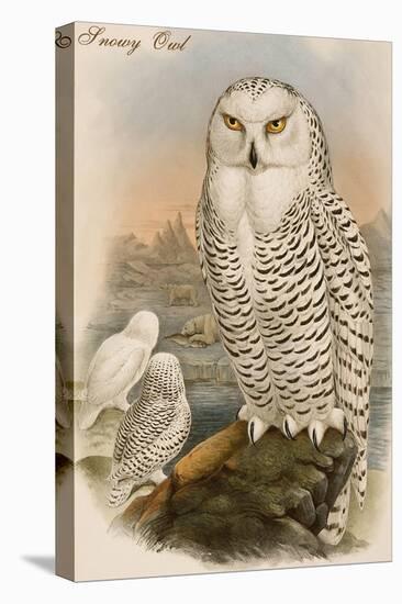 Snowy Owl-John Gould-Stretched Canvas