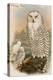 Snowy Owl-John Gould-Stretched Canvas