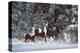 Snowy Runners-Steve Hunziker-Stretched Canvas