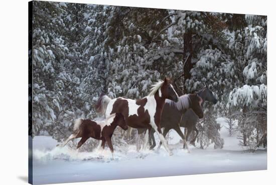 Snowy Runners-Steve Hunziker-Stretched Canvas