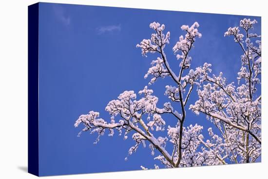 Snowy Tree Branches-Cora Niele-Premier Image Canvas