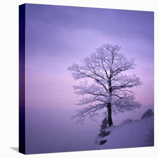 Snowy Tree in A Winter Twilight-gestockphoto-Premier Image Canvas