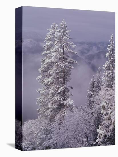 Snowy Trees-Bill Ross-Premier Image Canvas