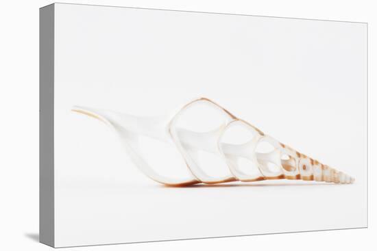 So Pure Collection - Beautiful Cut Tibia Shell II-Philippe Hugonnard-Premier Image Canvas