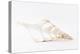 So Pure Collection - Beautiful Cut Tibia Shell III-Philippe Hugonnard-Premier Image Canvas