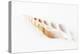 So Pure Collection - Beautiful Cut Tibia Shell-Philippe Hugonnard-Premier Image Canvas