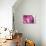 So Pure Collection - Beautiful Pink Agate-Philippe Hugonnard-Premier Image Canvas displayed on a wall