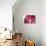 So Pure Collection - Beautiful Red Agate-Philippe Hugonnard-Premier Image Canvas displayed on a wall
