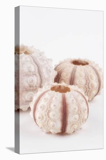 So Pure Collection - Beautiful White Sea Urchin shells III-Philippe Hugonnard-Premier Image Canvas