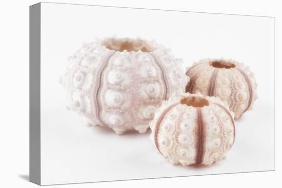 So Pure Collection - Beautiful White Sea Urchin shells-Philippe Hugonnard-Premier Image Canvas