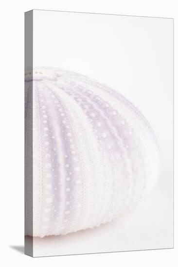 So Pure Collection - Natural Mauve Sea Urchin Shell II-Philippe Hugonnard-Premier Image Canvas